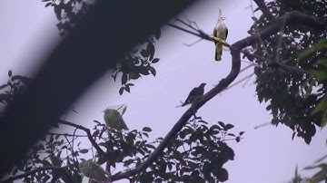 Rov qab mus tua nquab noj txiv vaj khaum dua July 22