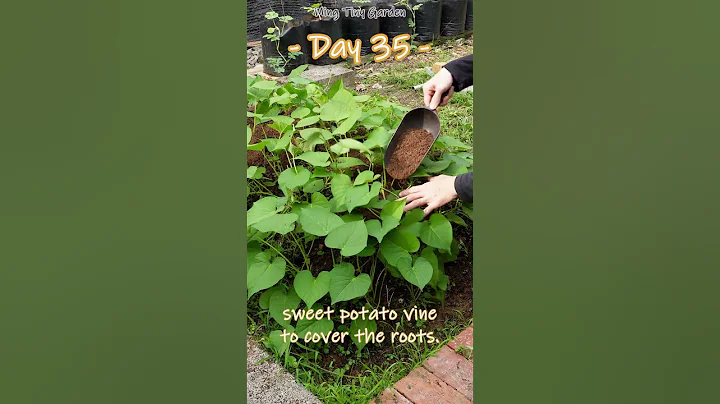 Cultivating Sweet Potatoes with Care #sweetpotato #gardening - DayDayNews