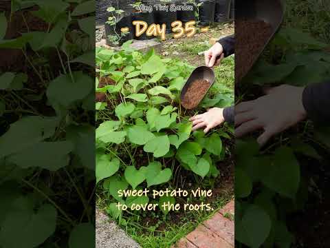 Video: Plant langs patats - plante wat goed groei saam met patats