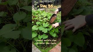 Cultivating Sweet Potatoes with Care #sweetpotato #gardening screenshot 2