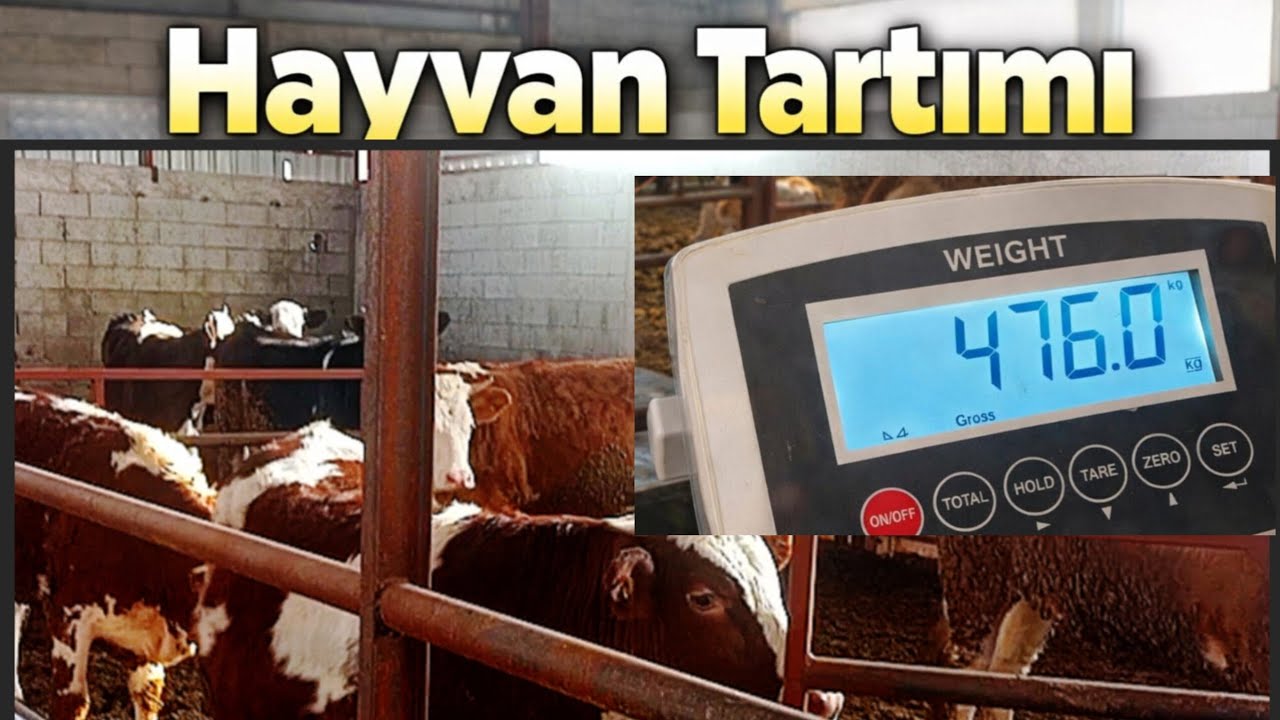 HAYVAN TARTIMI~ SİZCE 7 GÜNDE KAÇ KG ALIRLAR?#kurbanlık #düve