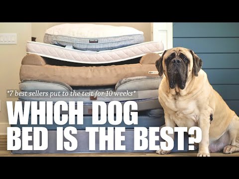 Which Is The Best Dog Bed For Large Dogs | 7 Most Popular Beds Tested For 10 Weeks | Results!!