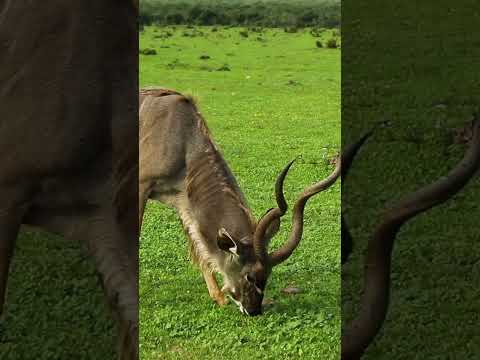 Video: Coarnele kudu sunt goale?