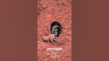 #اكسبلور #المصحف #الرحمن  سورة العنكبوت