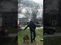 Must stay for ending 😳SCARY #dogcommunity #funny #dog #viralvideo #dogtraining