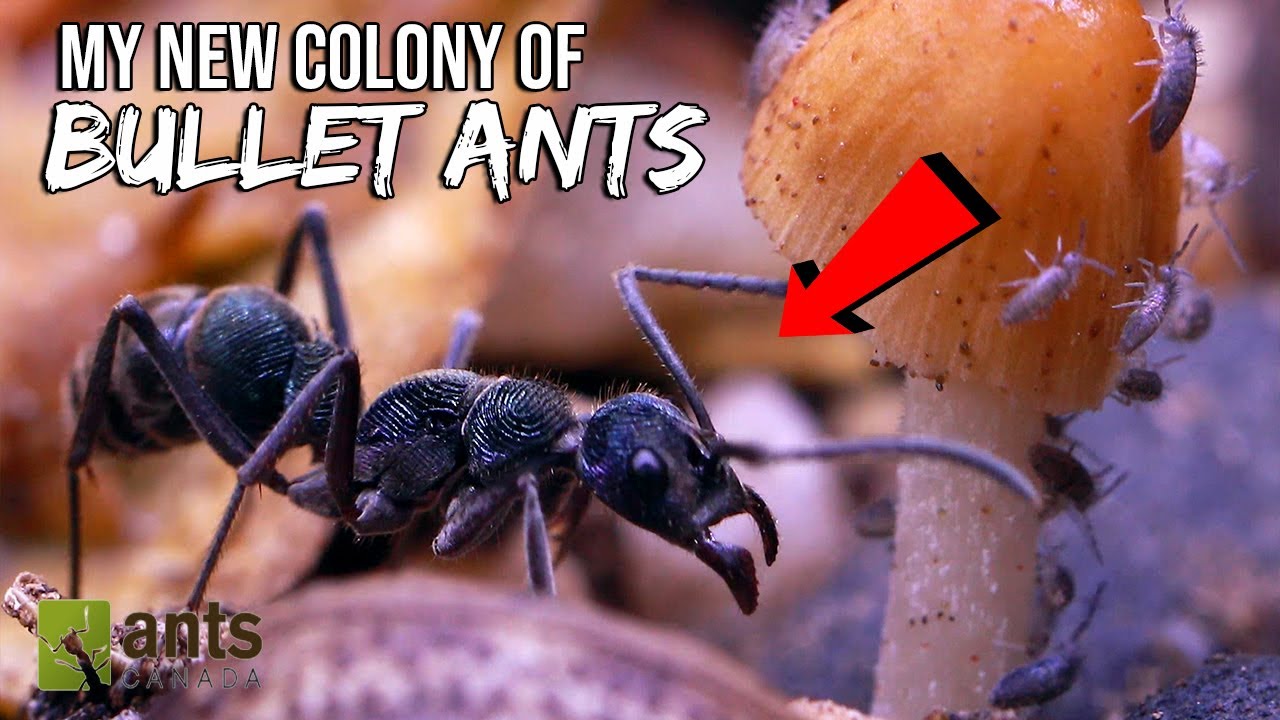 My New BULLET ANT Colony