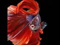 PLAY OF NATURE Anthurium and Betta fish#nature#AIVideo #AIAnimation #FlowerArt#DigitalArt#videoviral