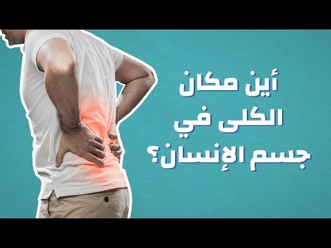 أين مكان الكلى فى جسم الإنسان #موضوع