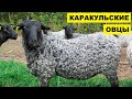 Разведение Каракульских овец как бизнес идея | Овцеводство |  Каракульская овца