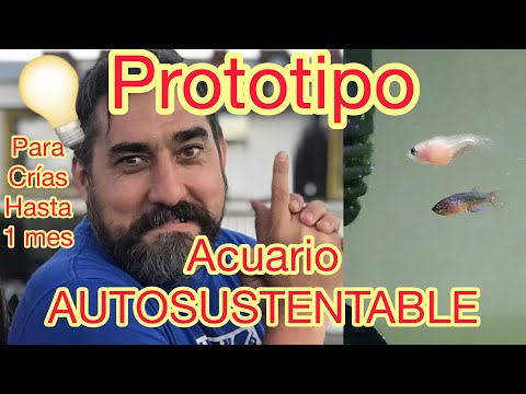 Video: 7 formas de averiguar cuántos peces puedes tener en un acuario