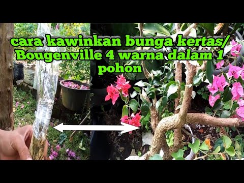 Video: Kertas Birch (18 Foto): Di Mana Pohon Birch Amerika Tumbuh? Deskripsi Dan Ruang Lingkup. Bagaimana Cara Menanam Dan Merawatnya?