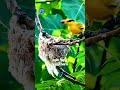 Black-naped Oriole with its sweet, melodious song, vivid colors.