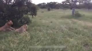 Funny Shocked sleeping LIONS by a warthog