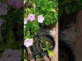 Petunia Seed Germination Plant! #shorts #trending #youtubeshorts #viral #explore