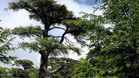 Channelled Message From The Tree Collective - We have a Voice