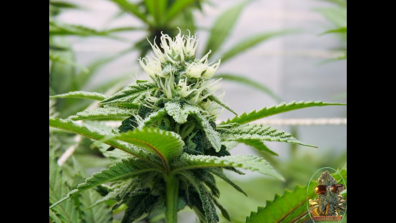 After Dark Apple Fritter Oreoz Slurty 3 ZE Chem Day 21