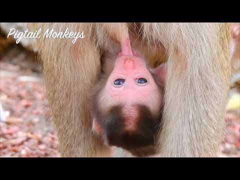 so-cute-newborn-baby-2days-old-of-mama-molla-getting-so-much-milk