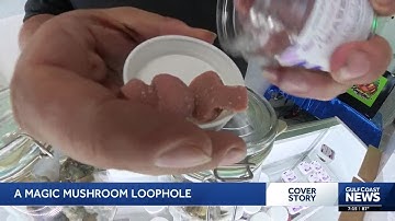 No psilocybin, no problem? New mushrooms in Florida blur legal lines in psychedelic sales