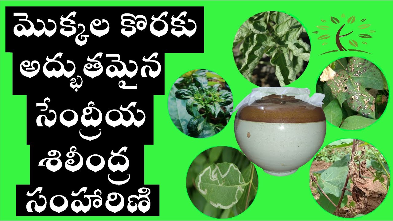 Organic Fungicide and Pesticide in Telugu అద్భుతమైన సేంద్రీయ