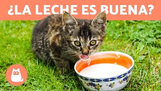 ¿Los GATOS pueden tomar LECHE?  ¡Descúbrelo!