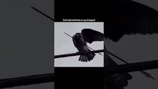 Pain is temporary. Quitting is forever. Fly anyway. 🦾 #Resilience #MindsetMatters #Motivation