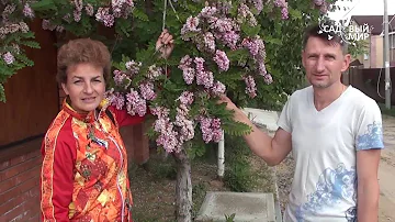 Чудо-дерево! Розовая 