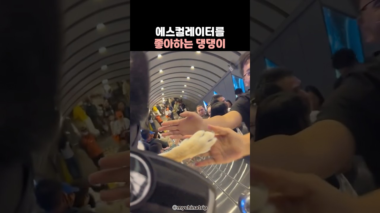 에스컬레이터를 좋아하는 댕댕이