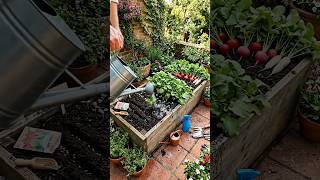 Radishes in Containers: A Beginner’s Root Veg GuideFull guide in the first comment💬👀#like #garden
