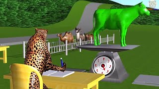 sapi betina banteng metu kandang