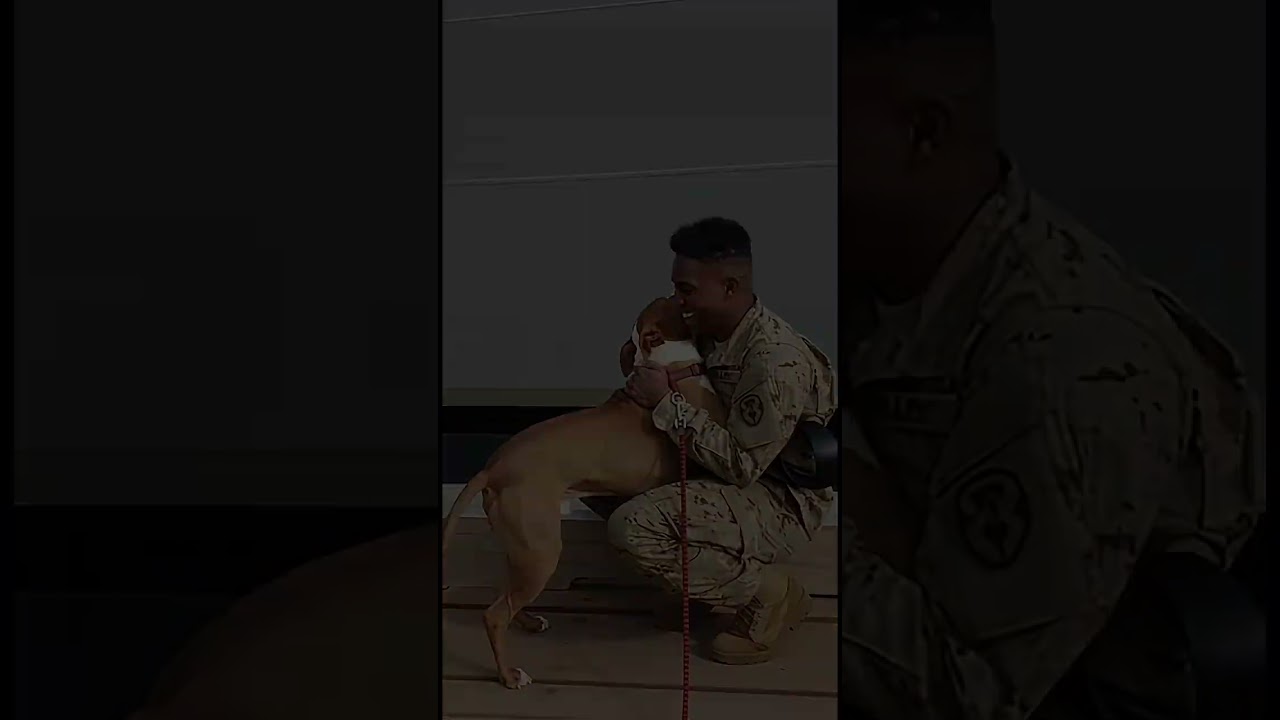 This Injured Dog Recognized Her Soldier Dad Instantly 😭🐱