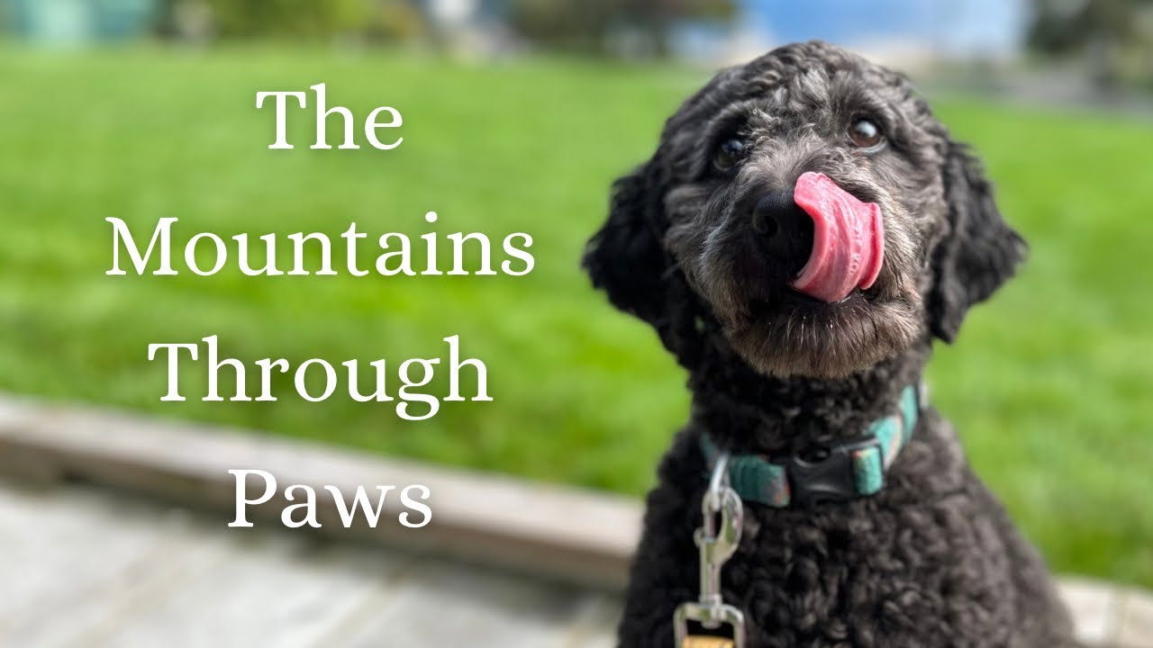 Nature’s Beauty Through the Eyes of My Labradoodle