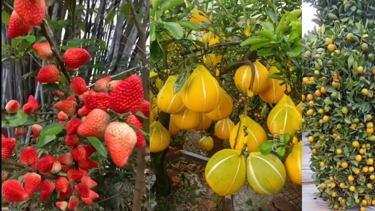 Farm Fresh  Fruit Tree | Saba Agriculture Fruit