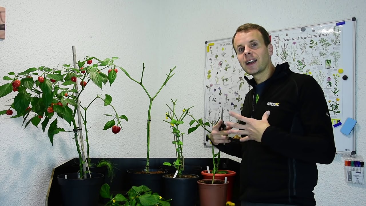Chilis überwintern: Welche Pflanzen sich wirklich lohnen | Teil 1