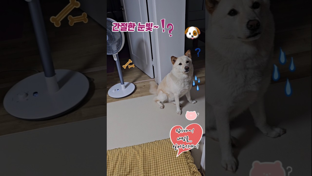 진똑개의 간절한 눈빛?귀여운#웃음#간절한#요구#눈빛#강아지힐링쇼츠