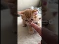 cute cat