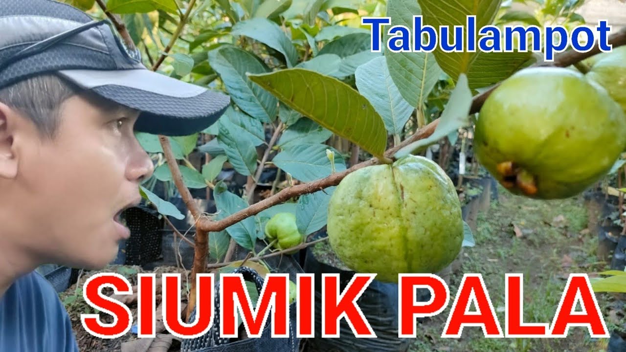 JAMBU SIUMIK PALA, JAGONYA TABULAMPOT  || BOLANG GARDEN #jambusiumikpala #tabulampot