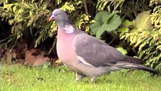 Sporting Pigeon Shooting Introduction by SPORTING SCENE UK 778 views 8 years ago 6 minutes, 12 seconds