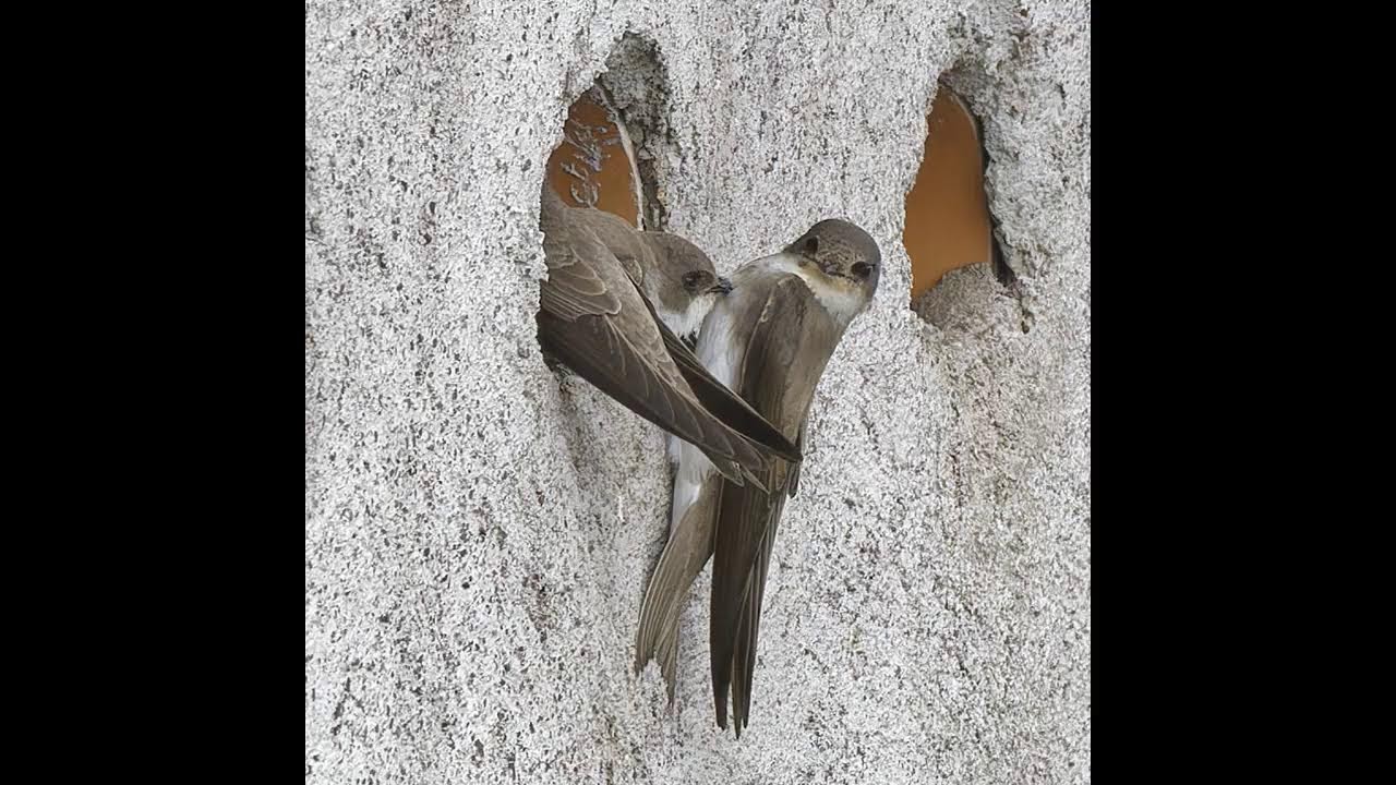 Harper's Sand Martin Nest Cam Burrow 19 Live Stream 2025