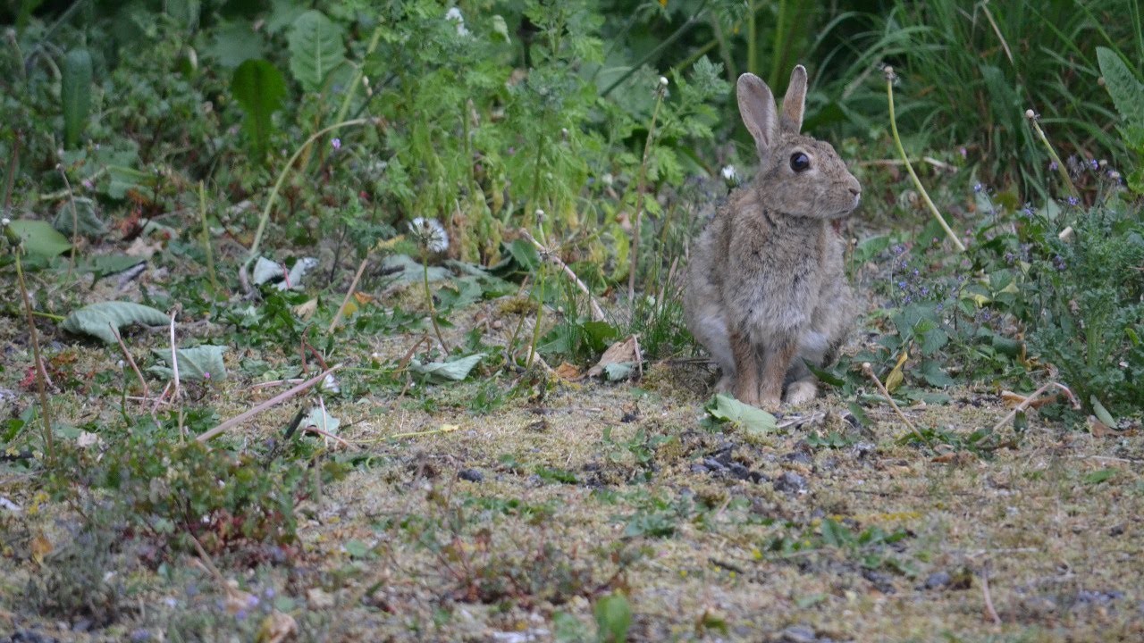 Rabbit Wisdom - Grounded Creative Abundance