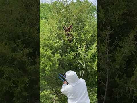 🐝 HONEYBEE SWARM…Preparing to CAPTURE IT