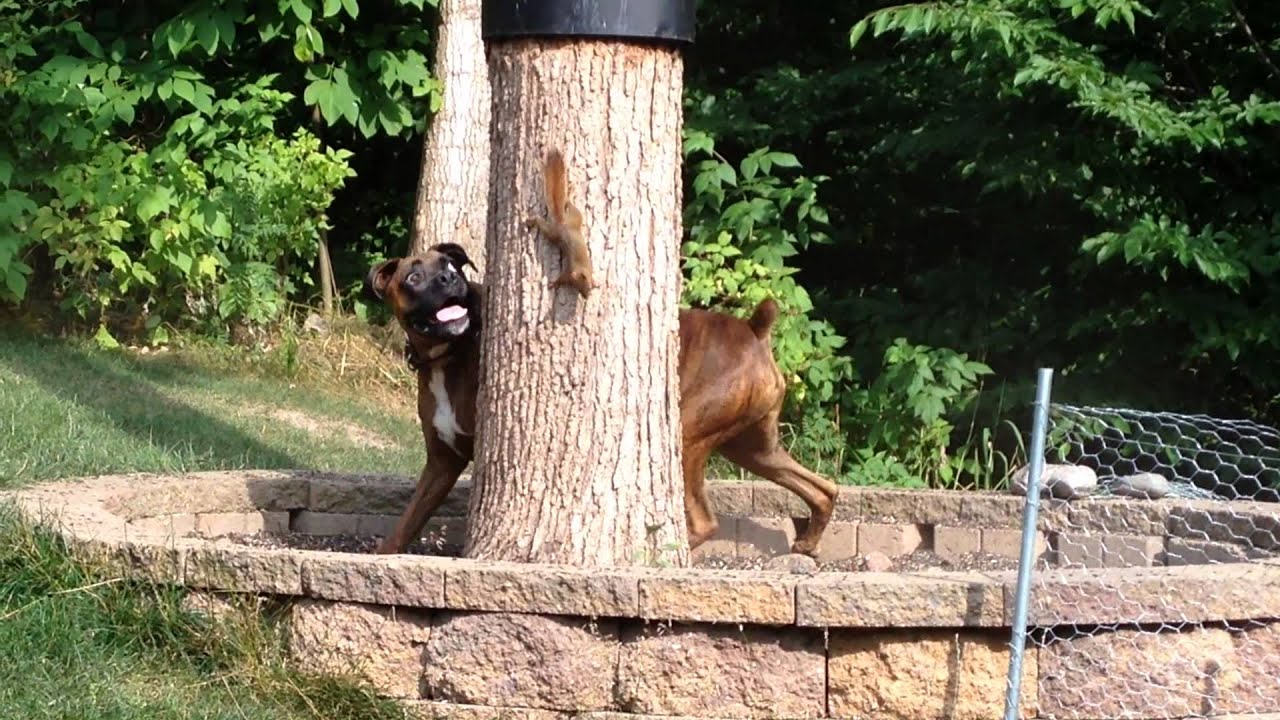 Resultado de imagen para boxer and squirrel