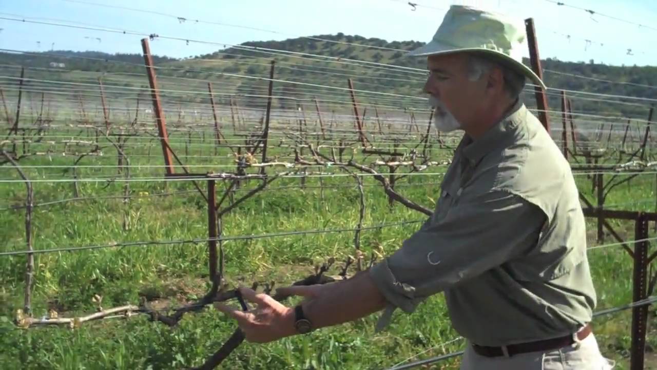 Round Pond - Bud Break Vintage 2010