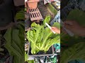 Harvested Chinese mustard greens#agriculture #plant #gardening