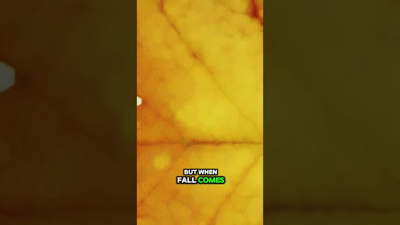 Why Do Leaves Change Color in Fall? #amazingnature