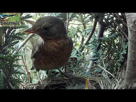 Le merle noir . The blackbird's nest .( fin de l'histoire)