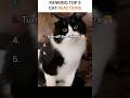 Ranking Top 5 Cat Reactions#shorts #funny #entertainment #cat #shortvideo