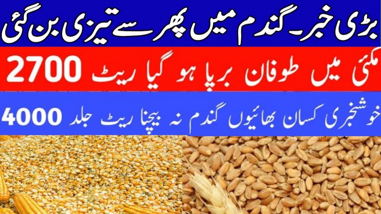 Today wheat price in punjab | گندم کا ریٹ 2024 | munji makki till sarso ...