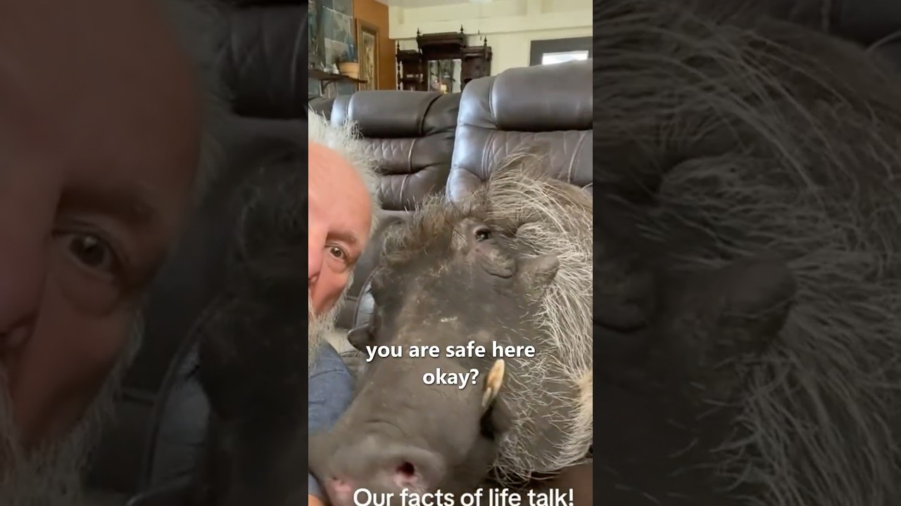 Инцидент с «Бородавочником»😍