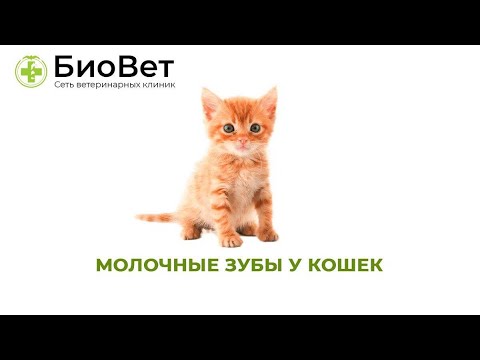Молочные зубы у кошек 😺