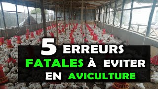 Aviculture Voici 5 Erreurs À Éviter Avant De Se Lancer Dans Lélevage De Poulet Chair Ou Pondeuse